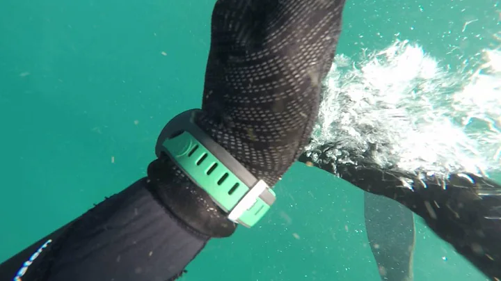 Spearfishing Jervis Bay