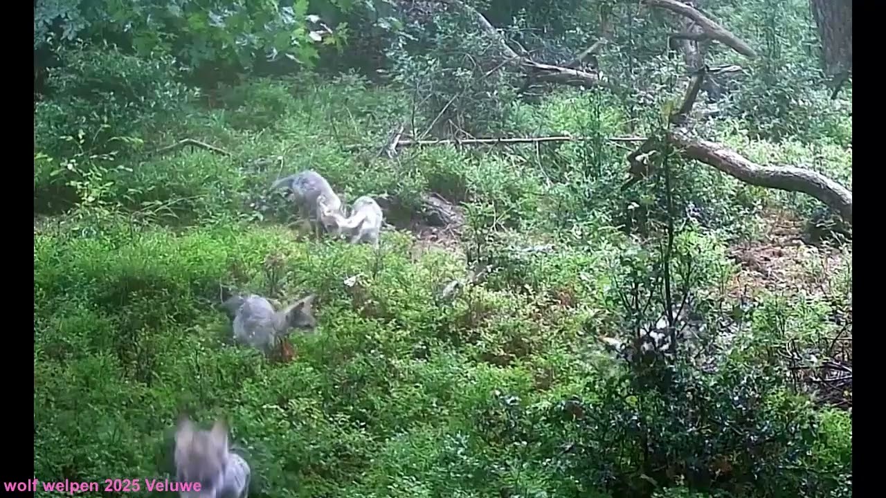 wolf welpen 2025 Veluwe