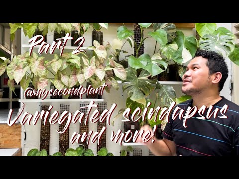 Video: Variegated Pienk Suurlemoenplante – Leer oor Gebonte Pienk Suurlemoensorg