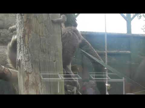 Twycross Zoo - Spider Monkeys