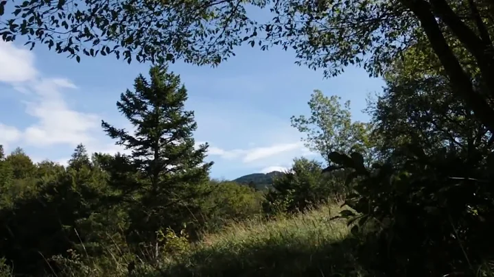 Relaxing Summer Breeze 1 Hour / Sound of Wind and Leaves Rumbling