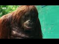 The Incredible Wildlife of Hidden Forests | BBC Earth