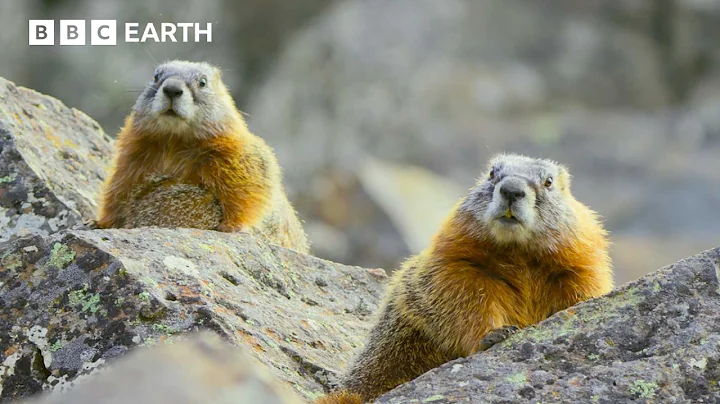 The Incredible Wildlife of Hidden Forests | BBC Earth thumbnail