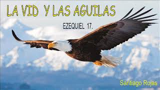 Estudio de La vid  y las águilas. Tomado del pasaje Bíblico Ezequiel 17