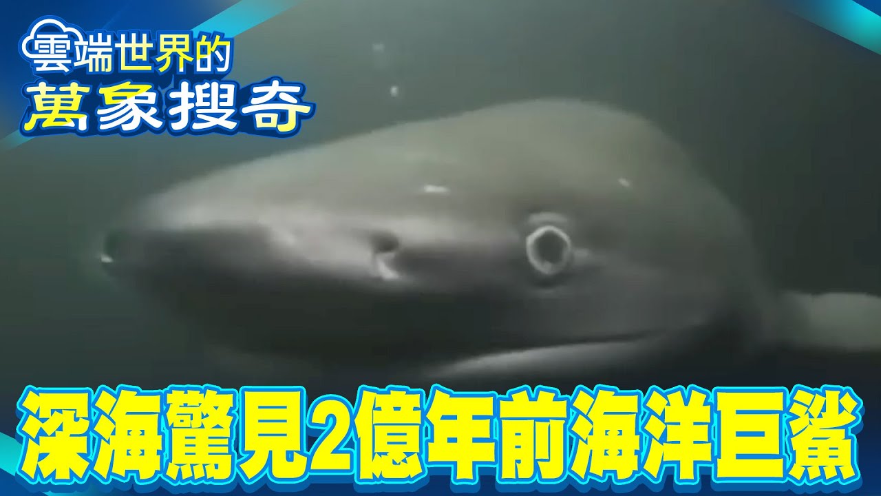 巴哈馬海域撞2億年前「海洋巨鯊」比恐龍久遠！驚人影片曝「8尺鰓鯊」差點咬下「潛水艇連接矛槍」？！【57爆新聞 萬象搜奇】 @57爆新聞