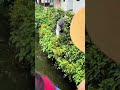 Zmeelov Pulls A Snake Out Of A Bush 
