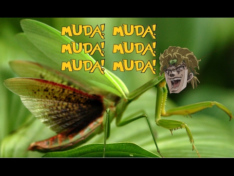 DIO MANTIS!!!!!!!!