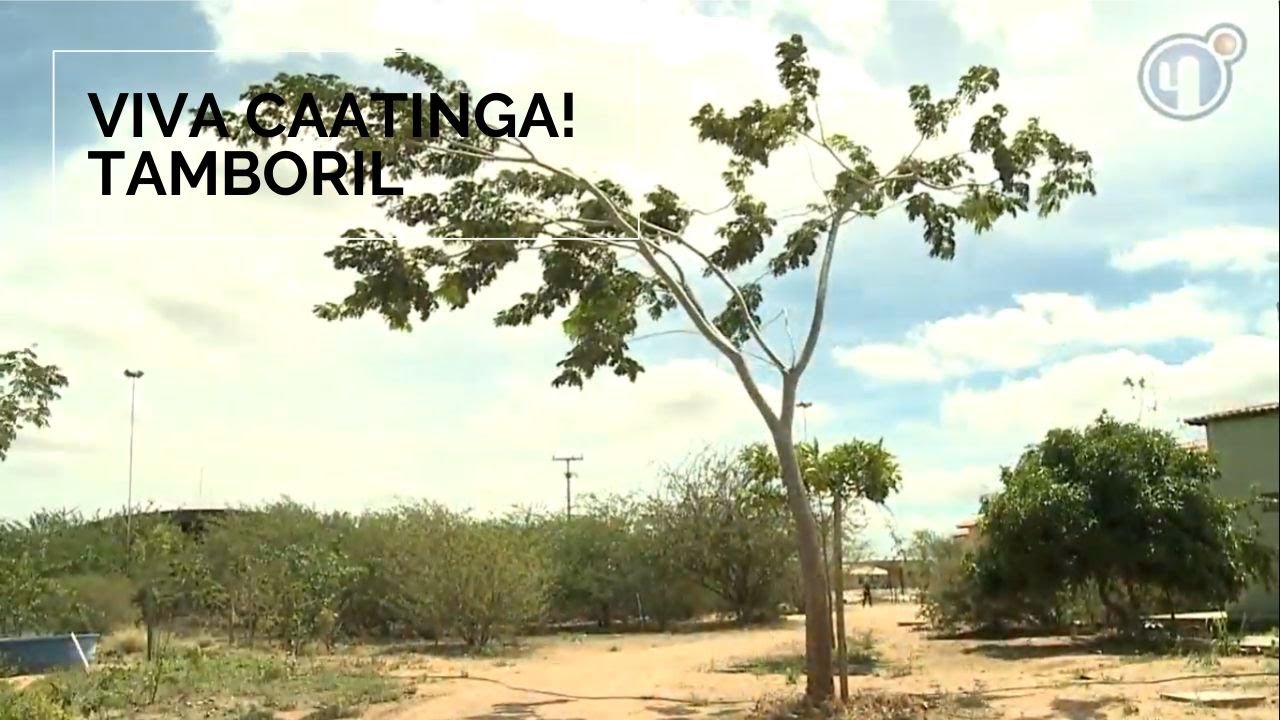 Viva Caatinga! Tamboril