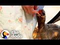 Tortoise Loves To Climb On Her Grandma’s Legs To Get Treats | The Dodo