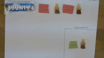A-level PE - Energy Systems - Practical ATP & Energy System 1 Breakdown