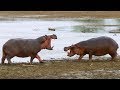 Hippos Fight as Water Becomes Scarce | BBC Earth