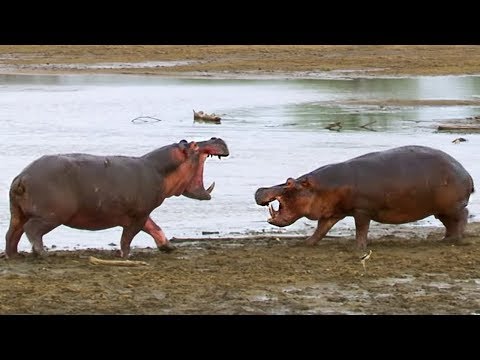 Hippos Fight as Water Becomes Scarce | BBC Earth