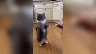 картинка: Подборка мемных котиков 🤣😂/ ржачные видео/ funny cats vibe