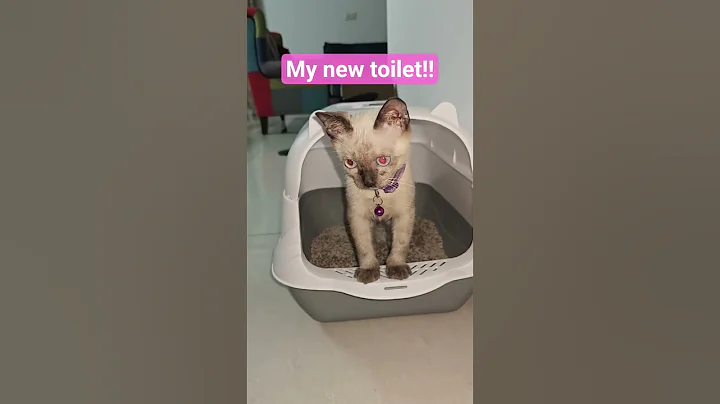 Watch the video about Love my new toilet... #siamese #cat #wasabi #cutecat #kitten #cute