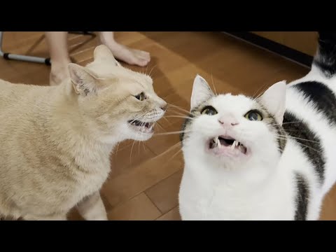 目の前で口を大きく開けてニャーとおねだりする猫