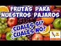 ALIMENTACION - FRUTAS PARA NUESTROS PAJAROS: ¿CUALES SI Y CUALES NO? (Parte 1)