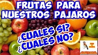 ALIMENTACION - FRUTAS PARA NUESTROS PAJAROS: ¿CUALES SI Y CUALES NO? (Parte 1)