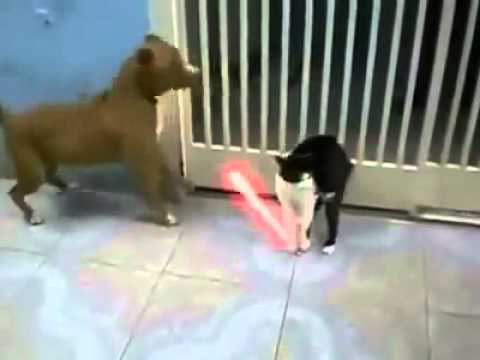 Cat Vs Dog Star Wars edition Jedi miao funny