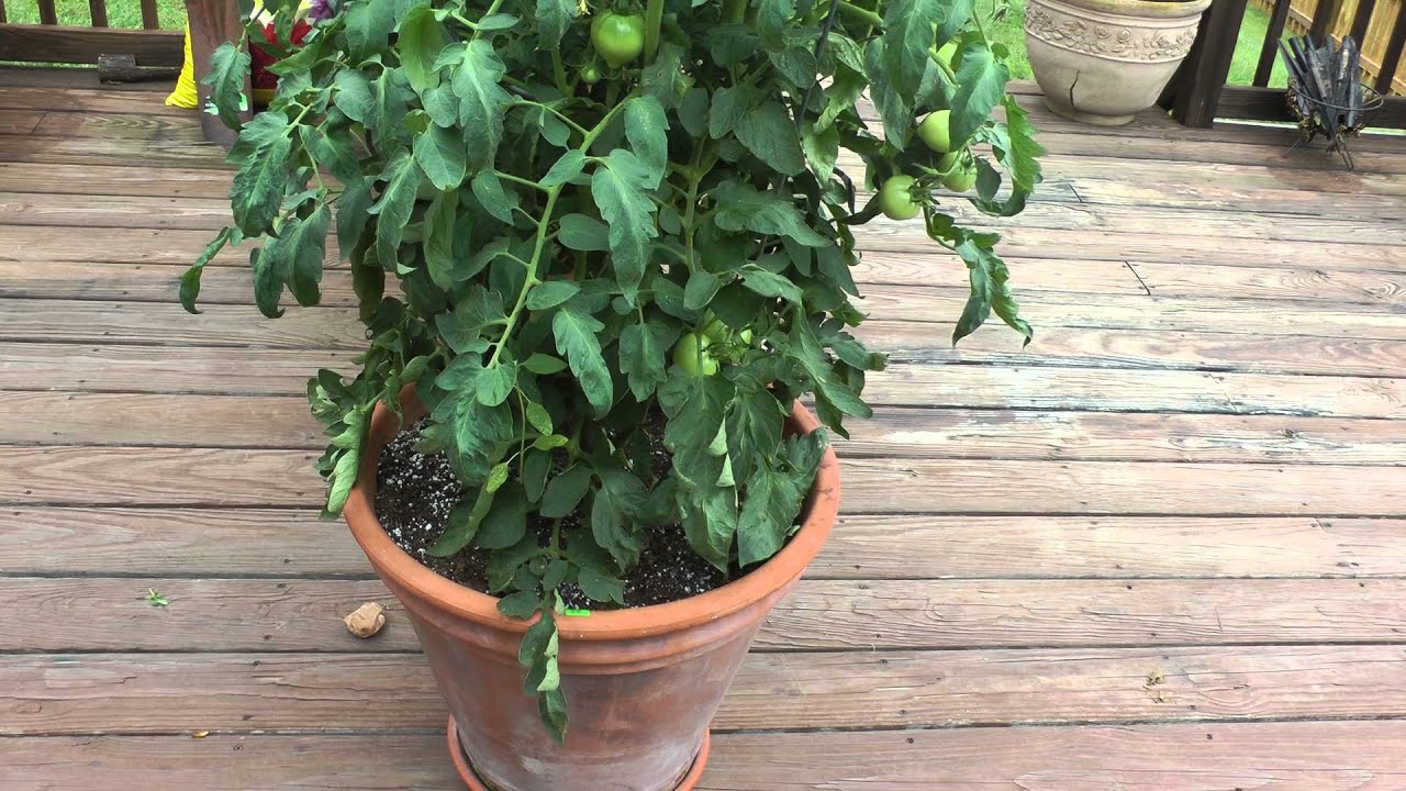 Celebrity tomato plant in pot, Manchester/Ballwin, MO summer 2015 (St