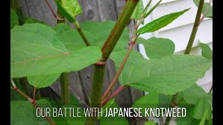 Battle of the Japanese Knotweed!