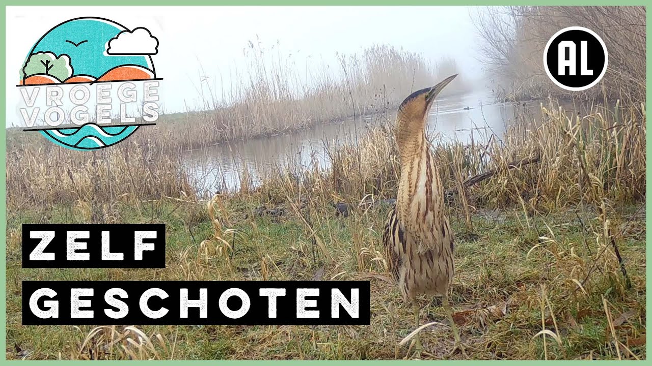 Roerdomp neemt een kijkje | Zelf Geschoten | Vroege Vogels