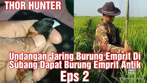 Undangan Jaring Burung Emprit Di Subang Jabar Dapat Burung Emprit Antik