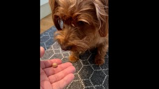 Make your own dog treats