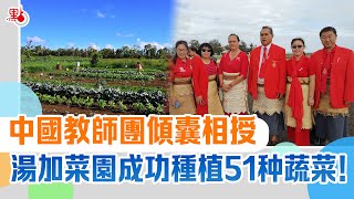 中國教師團傾囊相授　湯加菜園成功種植51种蔬菜！