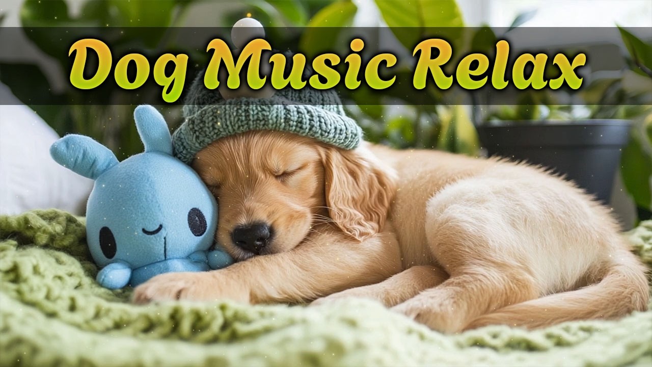 12 часов успокаивающей музыки для собак 🐾 Расслабьтесь, выспитесь и уменьшите тревогу | Без рекламы