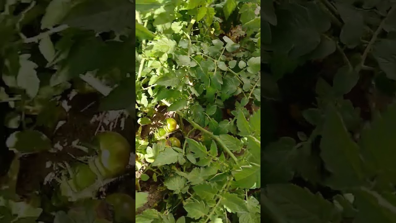 May The Foraging Be With You! (Snap off the benefits)