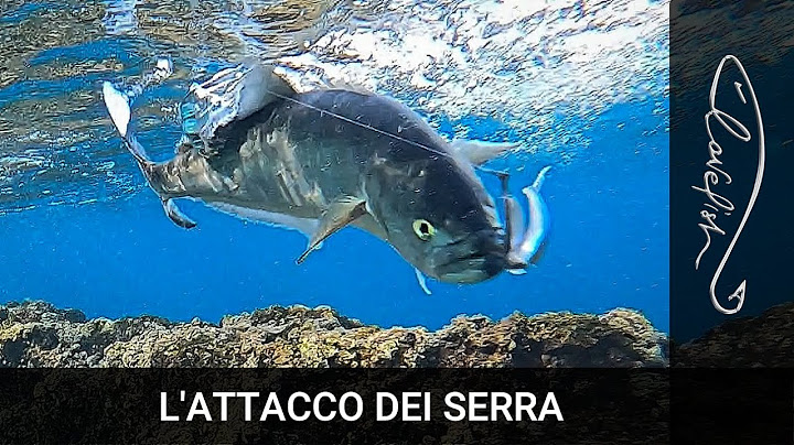 Come si comportano i pesci serra quando VEDONO le nostre esche? (Riprese subacquee VERE)