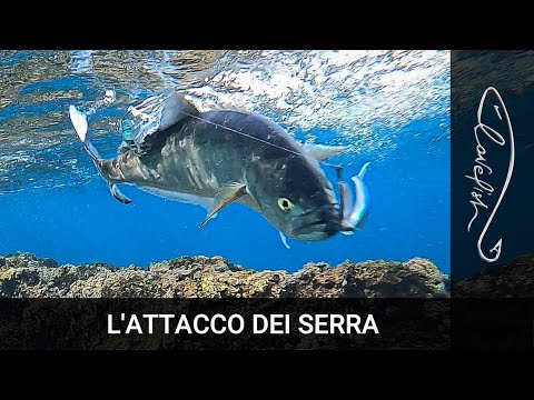 THE BLUEFISH UNDERWATER ATTACK ON LURES.