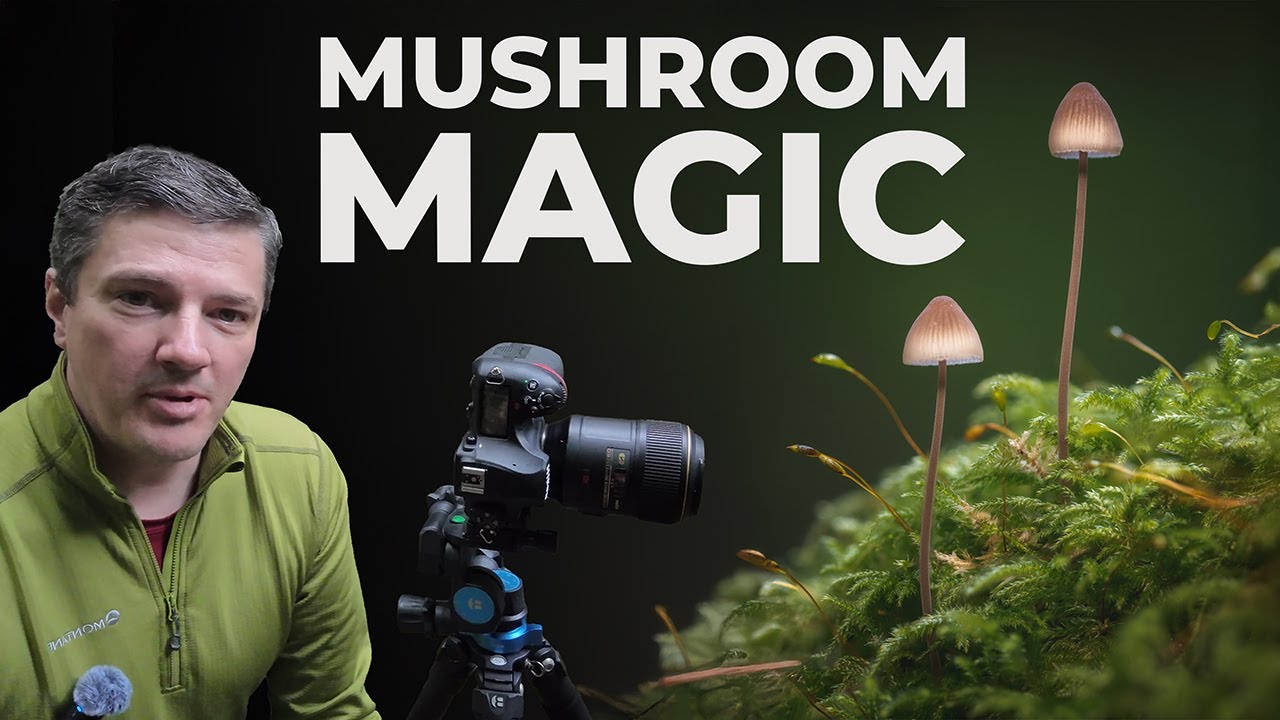 Фотография природы: волшебство крошечных лесных грибов