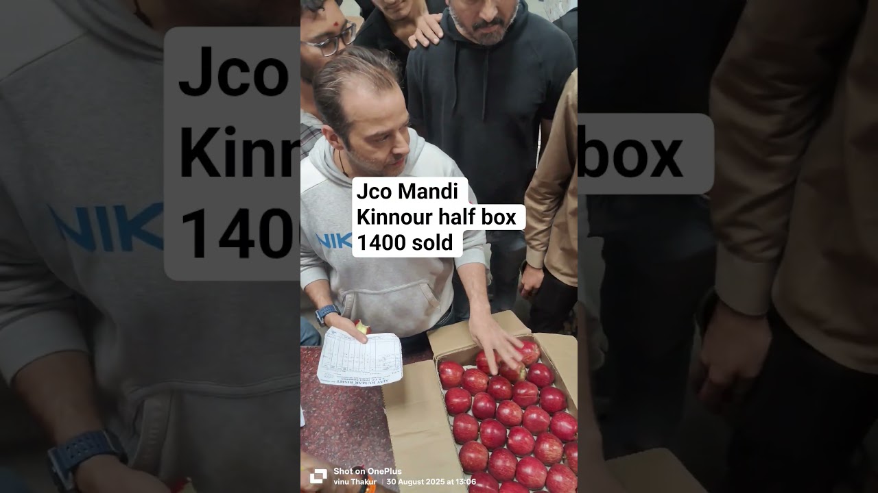 kinnour half box royal sold 1400 at jco mandi Shimla 30.8.25 