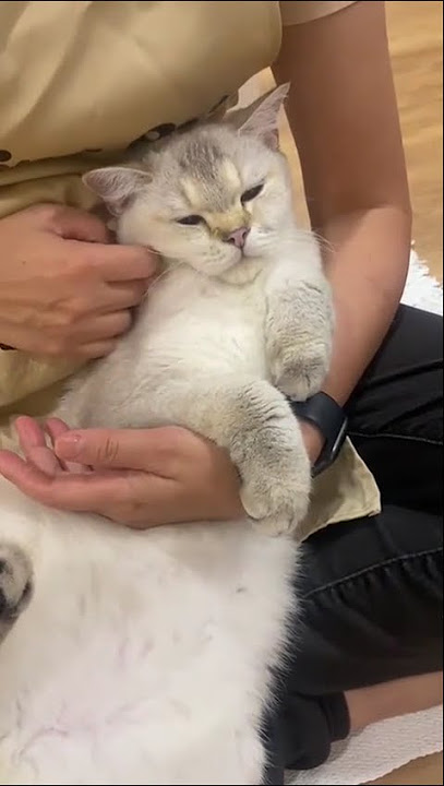 Golden Toto Falling Asleep 🥰🐾 | Tiny Paw