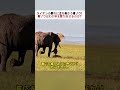 ライオンの群れに立ち向かう母ゾウ！ 母ゾウはわが子を取り戻せるのか？ #ゾウ #ライオン #野生動物 #親子 #自然