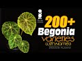 200+ Begonia Varieties with names || Types of begonia plants | Begonia Names