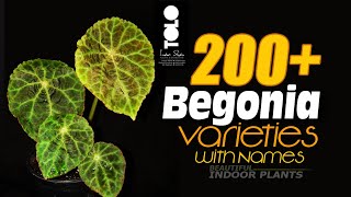 200  Begonia Varieties with names || Types of begonia plants | Begonia Names