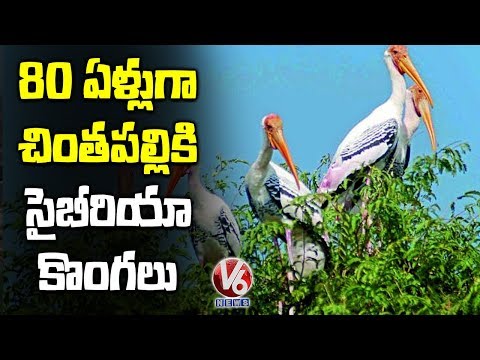 Siberian Birds 80 Years Relationship With Chintapalli In Khammam | V6 Telugu News