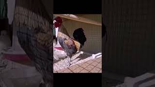 Rooster Faints After Crowing. Dont Try To Hard Bro