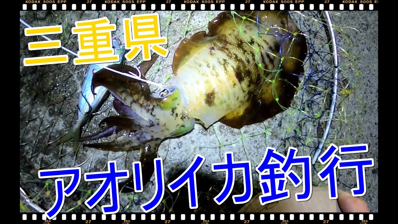 三重県アオリイカ釣行 ヤエン ウキ釣り アジ泳がせ ２０２０年１１月１０日 Youtube