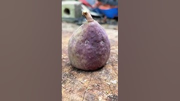 GI600000 mini rotary tillage and ridging all-in one tree 🌲 short view#shorts #viral #subscribe