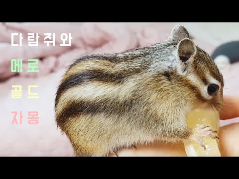 <strong>메로</strong> 골드 자몽 먹는 다람쥐