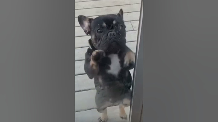 IM NOT THAT INNOCENT! 😇 #funny #relatable #real #dogs #cute #puppy #trending #shorts #cutedogs