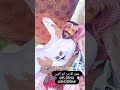 الشاعر محمد حسين الشمري انسية ولا على الجن سقها شعراء العراق شوق شمر شمر 2 