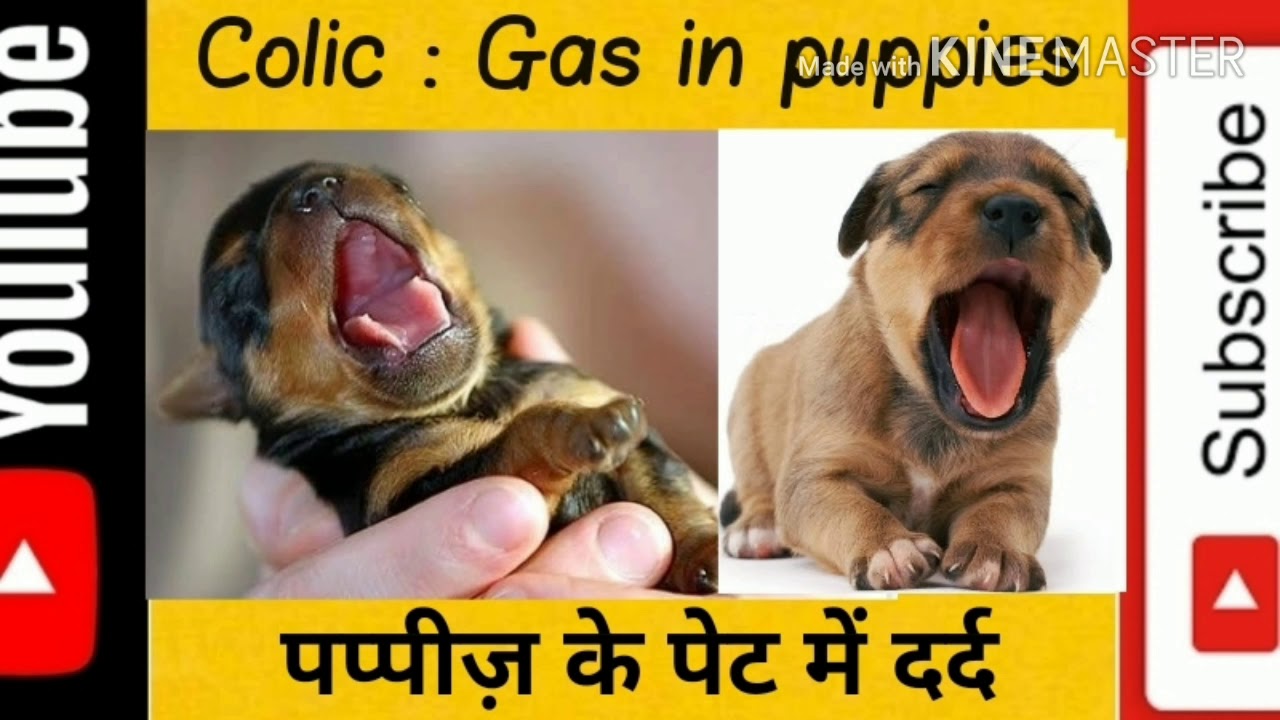 How Do You Know When A Dog Is Colic