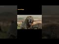 Surrounded by Hyenas… What Happens Next? 😳 A lions Courage