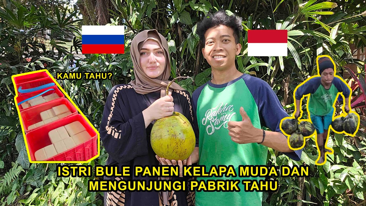 Istri Bule Pertama Kali Panen Kelapa Muda Dan Mengunjungi Pabrik Tahu Di Desa | Harvesting Coconut