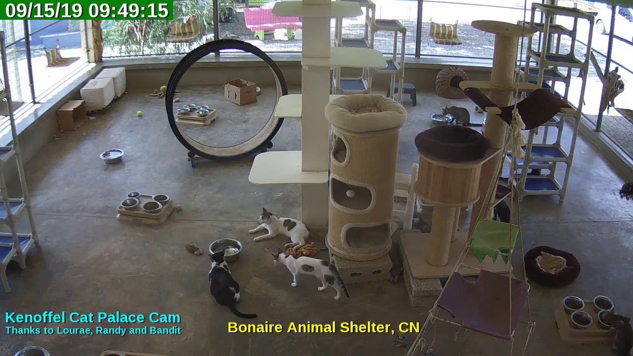 video editing software free Animal Shelter Bonaire Live Stream