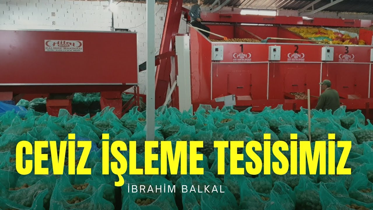 Hasat Sonrası Ceviz İşleme Tesisimizdeyiz!
